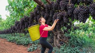 Harvesting Giant Black Grapes to Sell | Massive Grape Harvest for Market