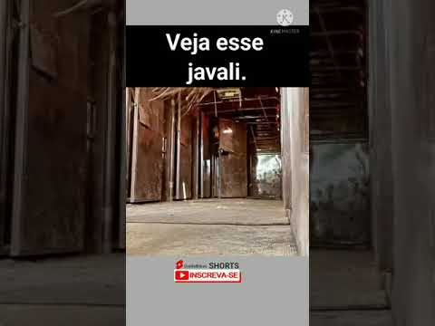 Animal selvagem! Javali