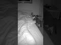 The cat thought it was his OWNER... It was a MIMIC. #Shorts #Cat #Mimic