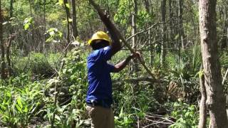 Coastal AL Conservation Corp-new perspectives on popcorn tree control.