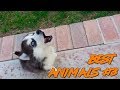 Best Animals Coub #3 | Лучшие кубы с животными #3 (Ноябрь 2018)