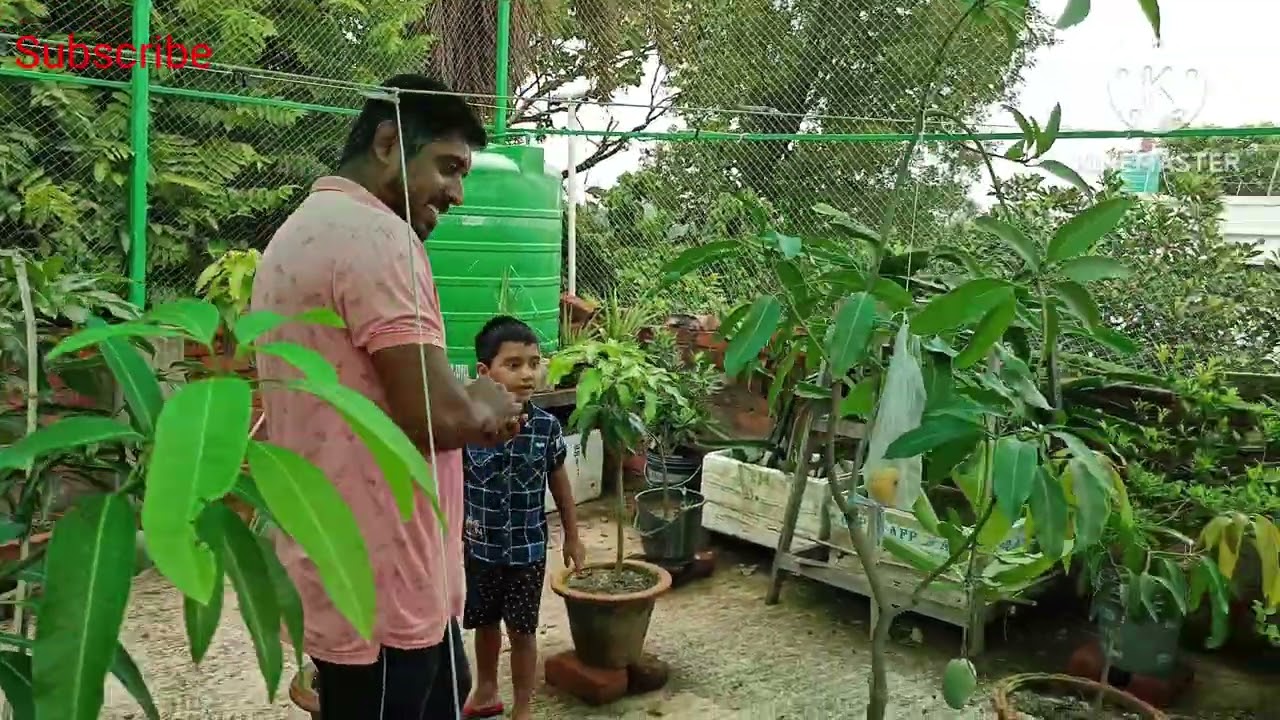 ছাদের প্রথম পাকা আম দেখুন ও সাবধানে গাছ কিনুন |Ambika arunika and Katimon