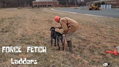 Deutsch Drahthaar  Force  Fetch  Ladder Drill