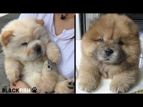Video: Cani Che Sembrano Cuccioli: Chow-Chow E Pomeranian