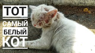 Бросила израненного кота и ушла😒 Бросила израненного кота и ушла😒