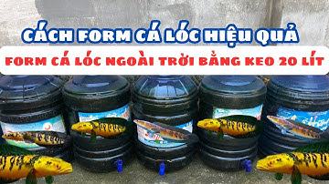 From cá lóc ngoai trời bằng keo 20 lít | Form outdoor snakehead fish using 20 liter glue