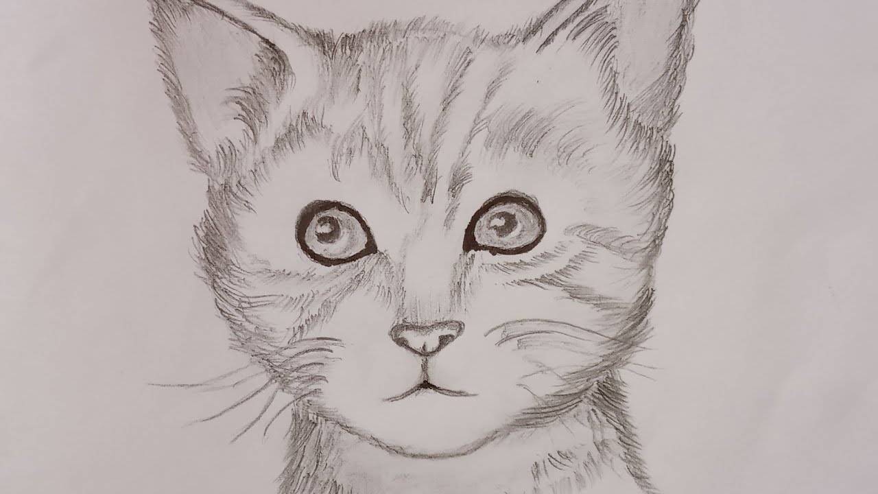Unique Cat Face Sketch Drawing with simple drawing
