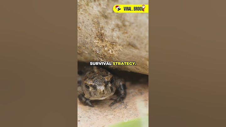 Tarantulas Keep Frogs As Pets?!