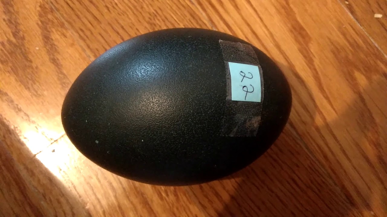 Emu egg moving on day 48 of incubation - YouTube