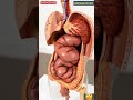 Internal View Elephant 🐘Animal Digestive System Animation / Animals AI ART/15