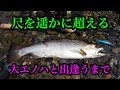 【本流】2018 4/11 「40cmの大エノハ (ヤマメ) 現る！」