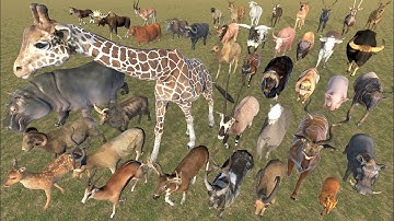 Even-Toed Ungulates Animal Weight Comparison | 3D Animation | Realistic World Data