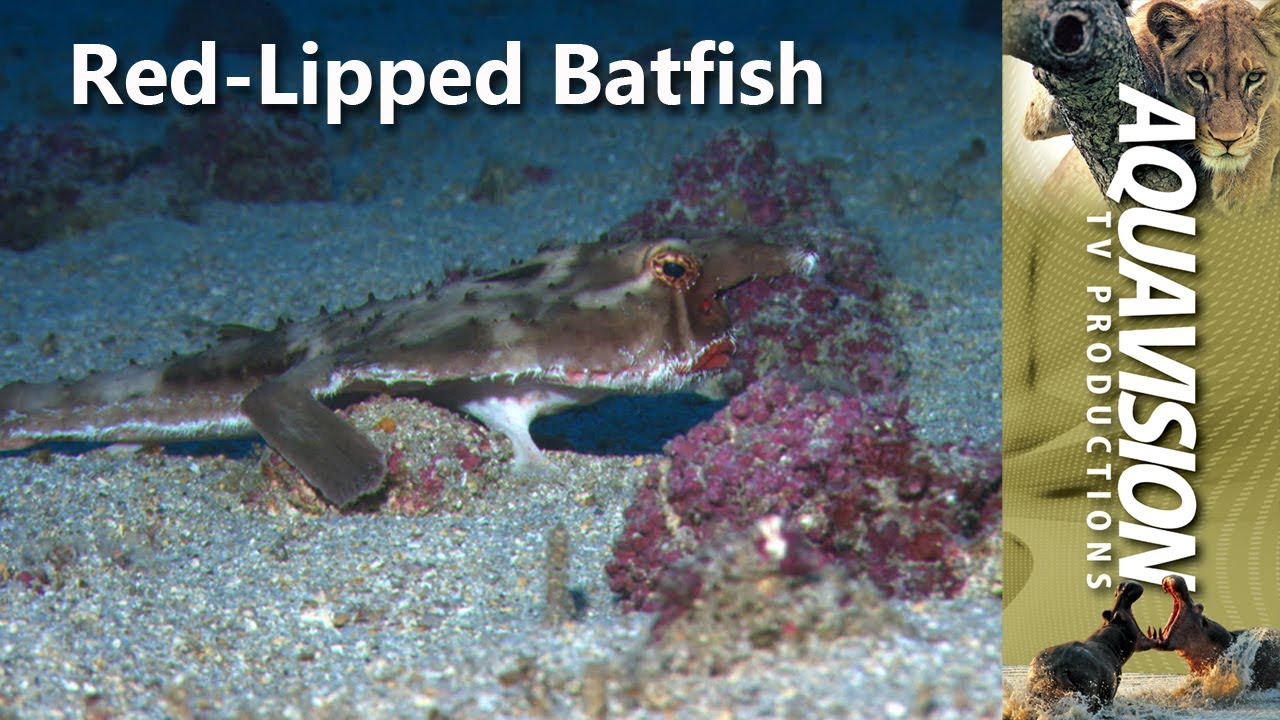 RED - LIPPED BATFISH - YouTube