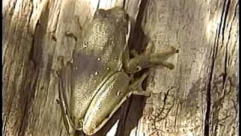 ILLINOIS CACHE RIVER