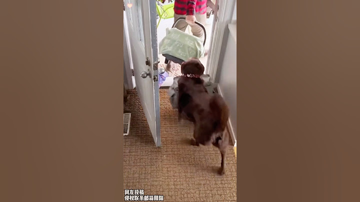 My dog Thought it Could Finally Have a Moment of Peace… 😂#dog #funny