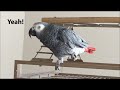 Clear Talking Parrot (Macy the African Grey)