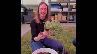 Garden to Kitchen: 4   How to plant seeds and plant starts