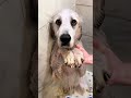 Dirty dog bath routine #doglover #dogbathtime