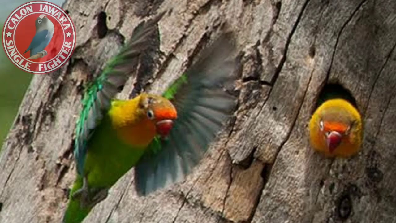 Download Lagu Masteran Khusus Lovebird Macet Terapi Latihan Ngekek Mp3 Video Gratis