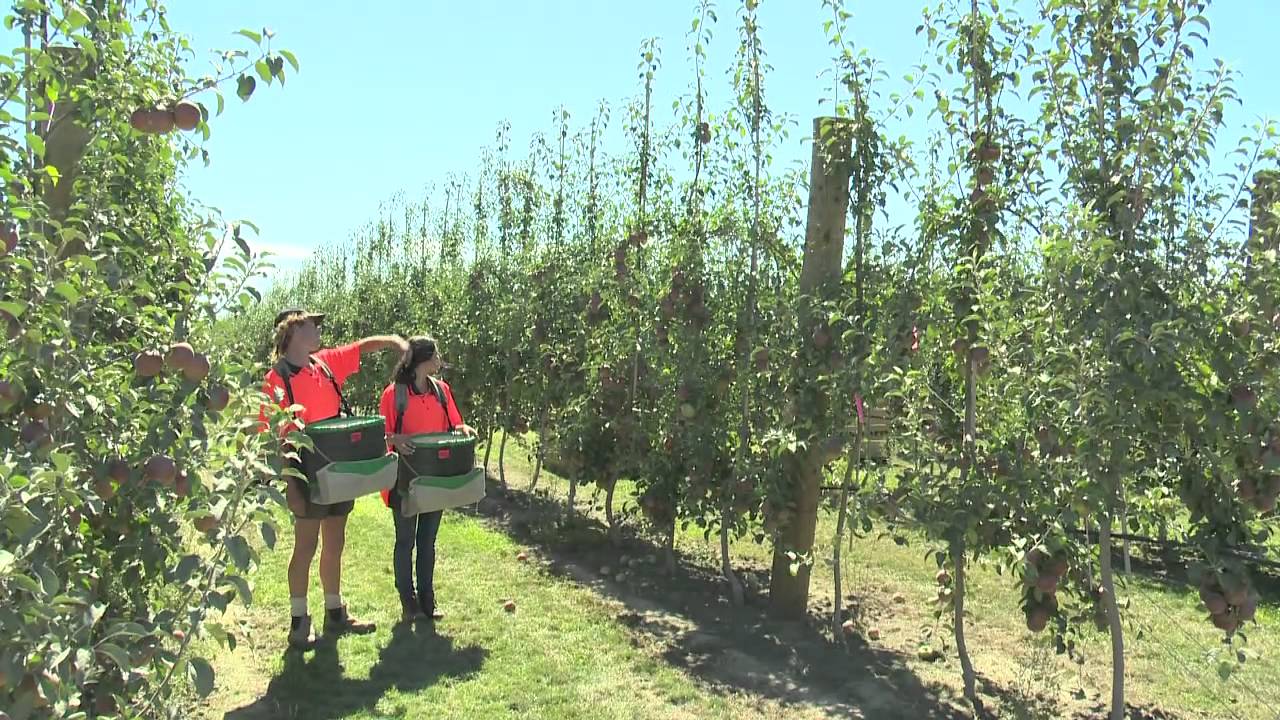 Fruit Production Careers YouTube
