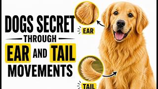 Know Your Dogs Secret Through Ear And Tail Movements