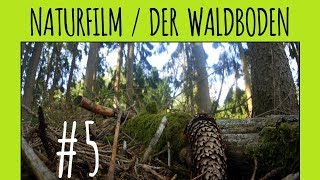 Der Waldboden #5 - 4K / Ultra HD / UHD 25p