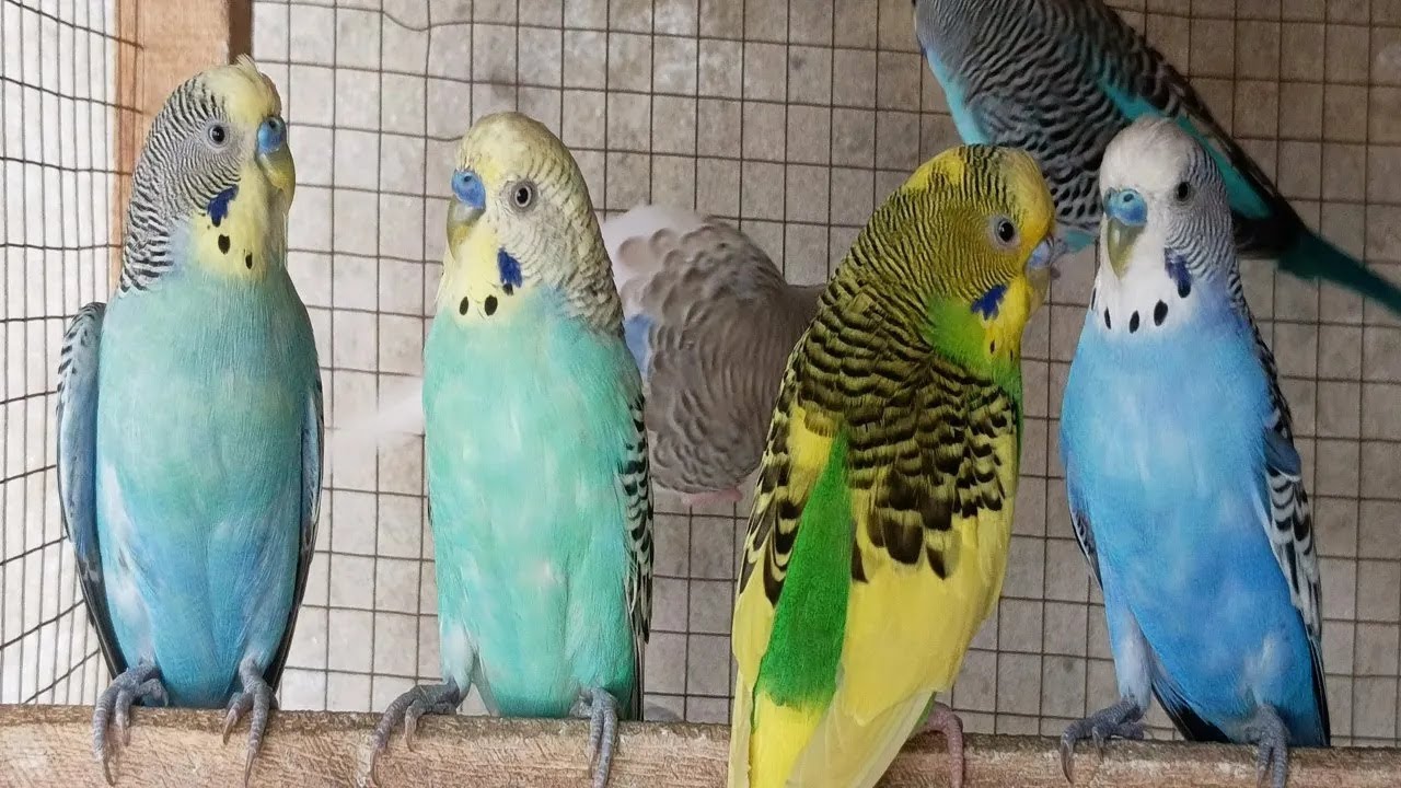 12 Hours of Happy Morning Budgie Sounds: Cheerful Parakeet Chirps to Start Your Day