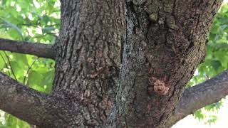 Famous Phenology - Making Observations Wealth