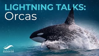 Lightning Talks - Orcas (live event replay)