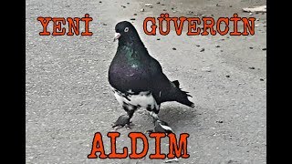 Download lagu YENİ GÜVERCİN ALDIM EFSANE ÇAPAR KELEBEK YENİ GÜVERCİN ALDIM EFSANE ÇAPAR KELEBEK
