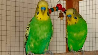 3 Hr Help Quiet Parakeets Sing by Playing This, Budgies Chirping. Help Depressed lonely sad Birds by Beel Pet Budgie Sounds  1,307 views 9 days ago 3 hours, 16 minutes