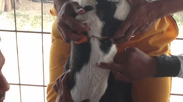 intravenous injection In goats | IV in goats  | शिरेमध्ये इंजेक्शन | शिरामध्ये इंजेक्शन देणे