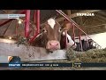 На Львівщині відновлюють сімейні молочні ферми