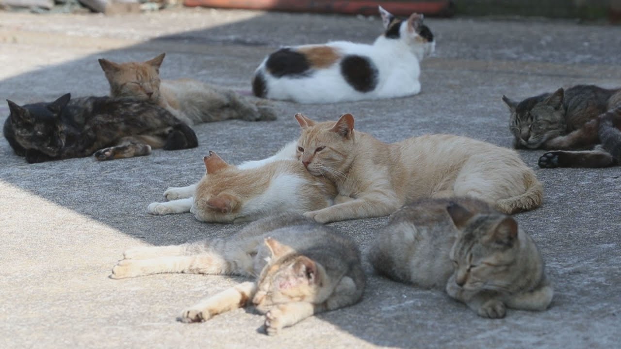 被害に悩み猫の不妊手術 香川・男木島