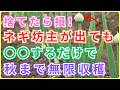 【99％の家庭菜園が知らない】ネギ坊主が出ても絶対に捨てないで！正しく切って植え替えるだけで秋まで何度でも収穫できる完全復活術