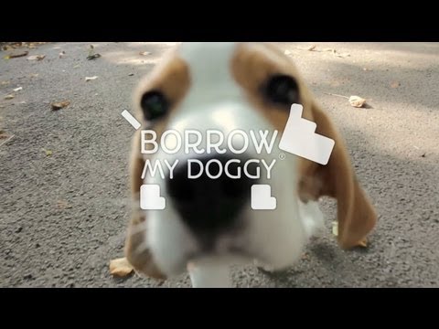 An introduction to BorrowMyDoggy