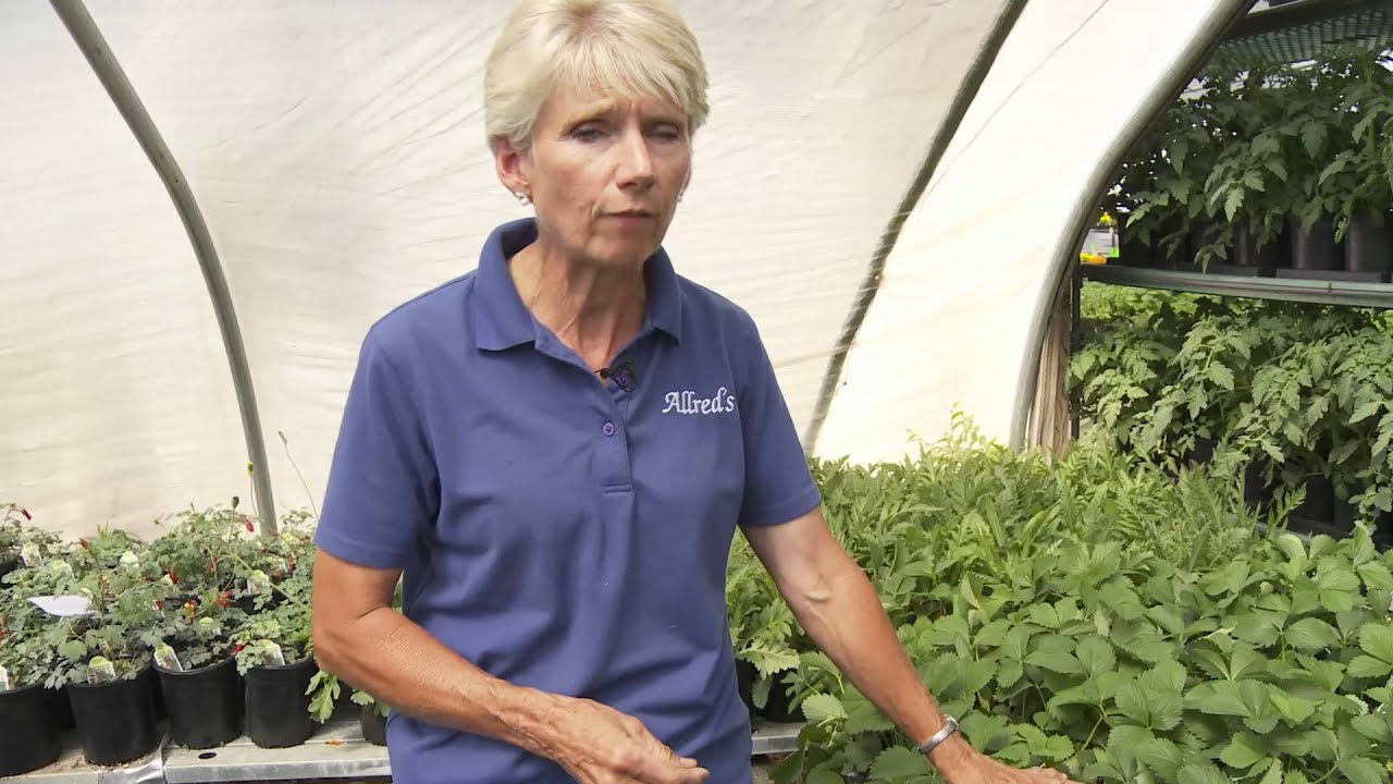 Tips to Planting Strawberries and Raspberries YouTube