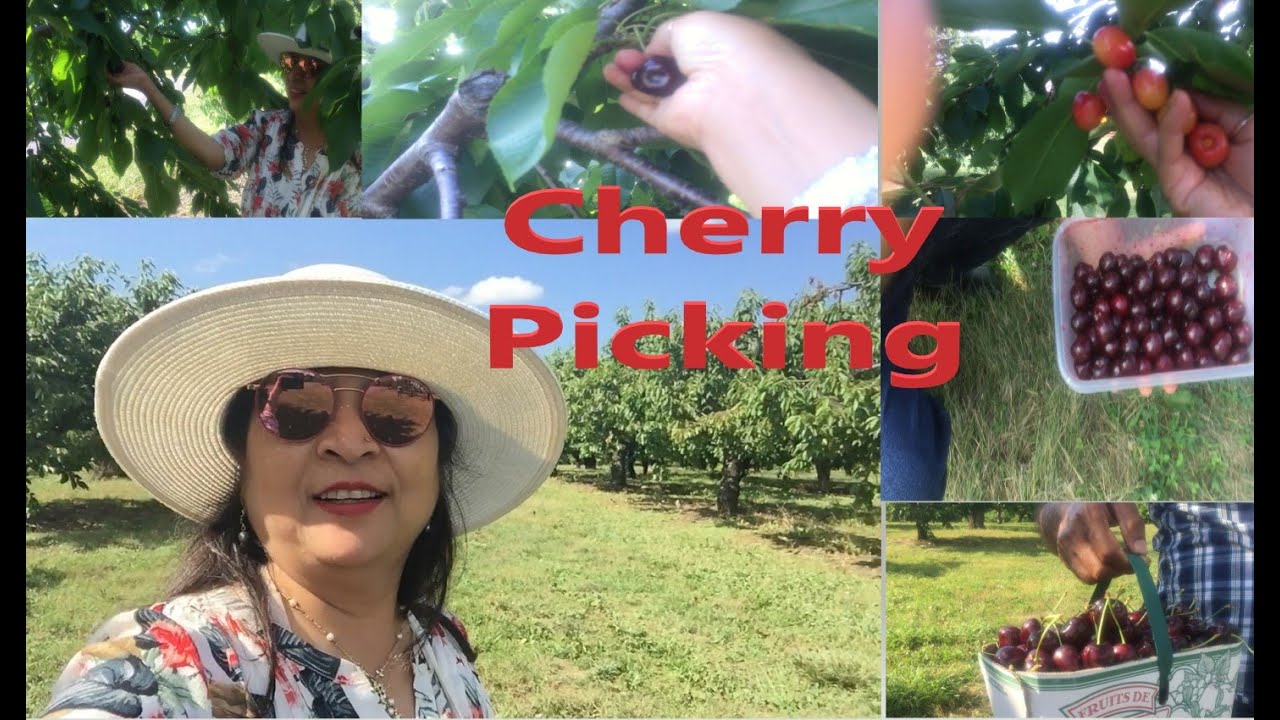 Cherry Picking Ontario YouTube