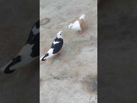 كوتري تار ايران 