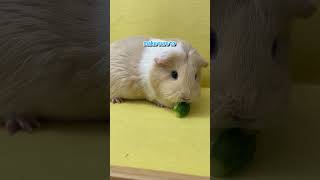 Cucumber  Guinea Pig Food Guide