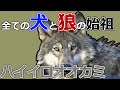 【ハイイロオオカミ】すべての狼と犬の始祖