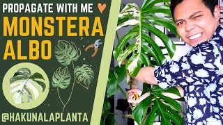 Propagating My Monstera Albo FAIL   3 MONTH UPDATE | Propagate With Me | Variegated Monstera  |