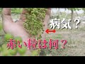 シャインマスカットの粒が赤色に。　この現象は？