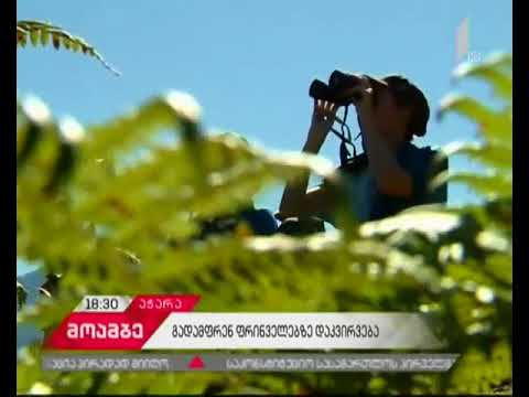 ფრინველებზე დაკვირვების ტურიზმი საქართველოში განვითარების ახალ ეტაპზეა