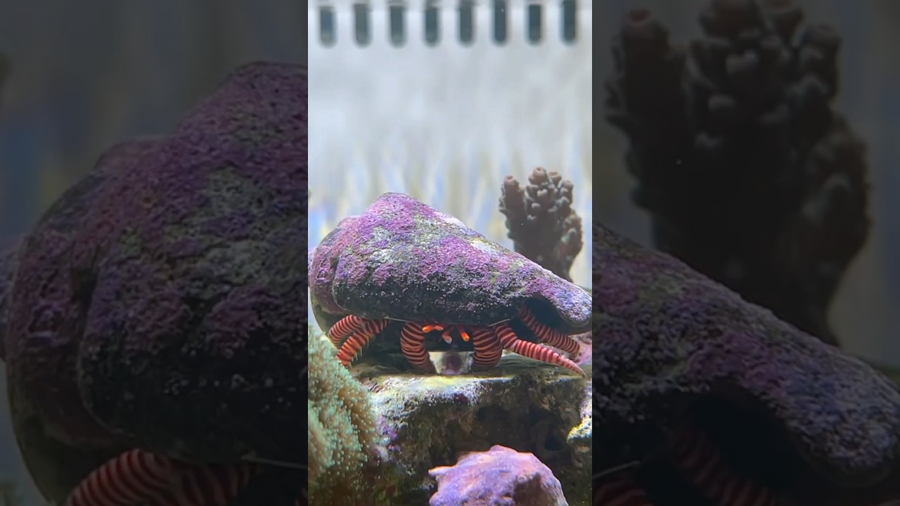 He’s still with us! 