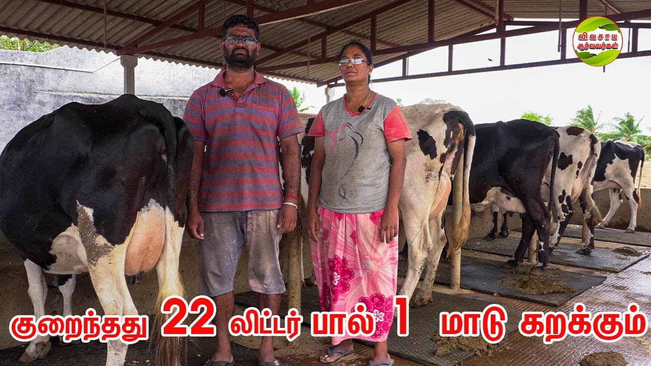 கணவன் மனைவி நடத்தும் 26 HF மாடுகள் கொண்ட பண்ணை|VS மாட்டு தீவனம் பழனி #vivasayaarvalargal #cows #va
