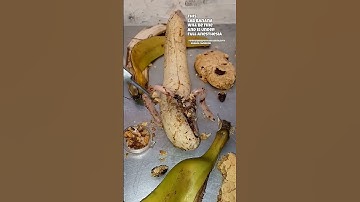This lab banana consumed a large number of cookies.