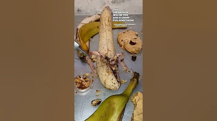 This lab banana consumed a large number of cookies.