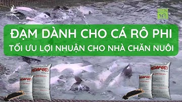 Đạm Dành Cho Cá Rô Phi - Tối Ưu Lợi Nhuận Cho Nhà Chăn Nuôi