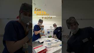 Вет врач анестезиолог Переверзева Екатерина Александровна #katanest #cat #anesthesia #наркоз #vet